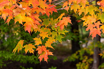 Vibrant Orange and Red Maple Leaves in Autumn
