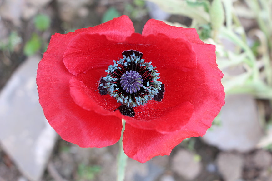 Close-up of a vibrant red poppy flower with purple center