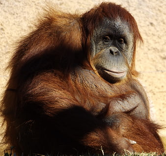 Portrait of a contemplative orangutan sitting in sunlight