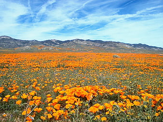 Vast Field of Orange California Poppies with Mountain Range and Blue Sky