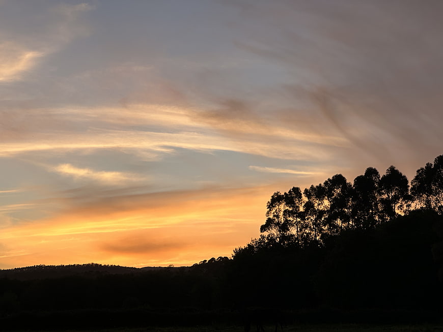 Silhouette of Trees Against Golden Sunset Sky