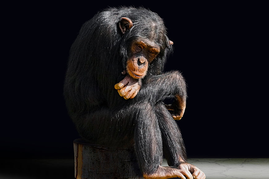 Contemplative chimpanzee sitting on a wooden stump against a black background