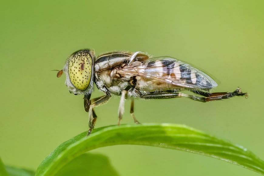 Macro photography of a hoverfly perched on a green leaf