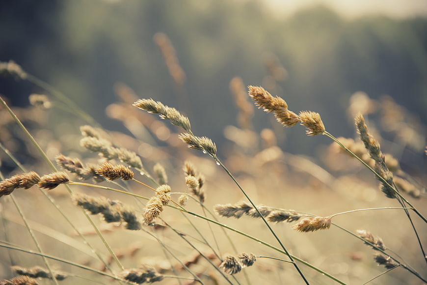 Golden wild grass swaying in the wind with soft bokeh background