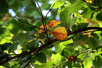 Golden autumn leaves on a tree branch with green foliage