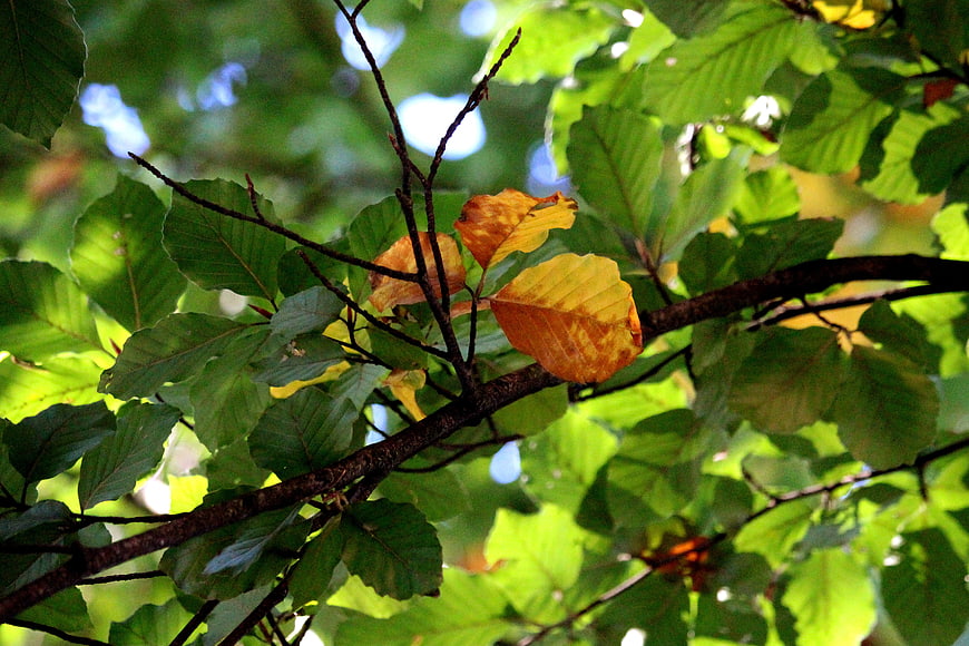Golden autumn leaves on a tree branch with green foliage