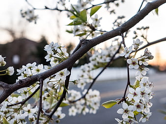 White Spring Blossoms on Branches at Sunset