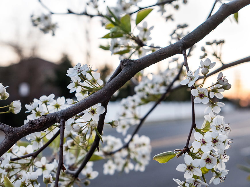 White Spring Blossoms on Branches at Sunset
