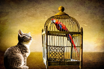 Gray Tabby Cat Staring at Caged Red Macaw Parrot
