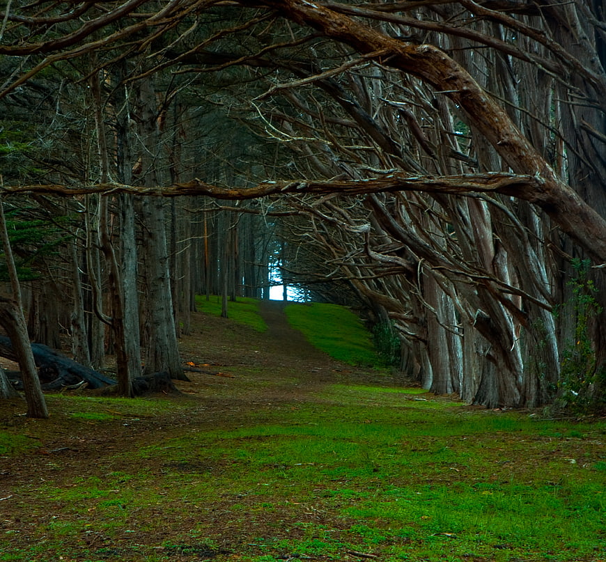 Misty Cypress Tree Tunnel Path in Monterey Forest