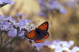 Small Copper Butterfly on Purple Wildflowers