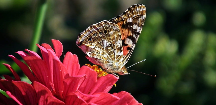 Painted Lady Butterfly on Red Zinnia Flower Closeup