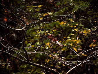 Autumn Forest Branches With Single Red Leaf