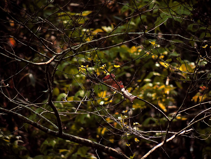 Autumn Forest Branches With Single Red Leaf