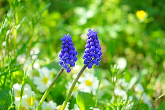 Two Purple Grape Hyacinth Flowers in Spring Meadow