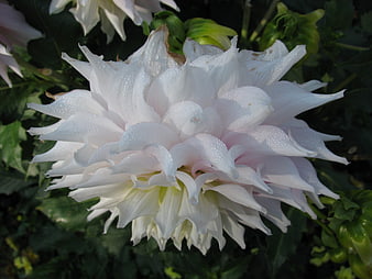 Close-up of White Dahlia with Water Droplets
