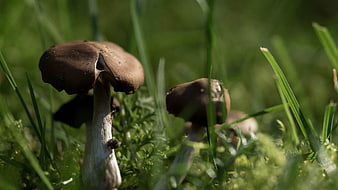Close-up of brown mushrooms growing in green grass