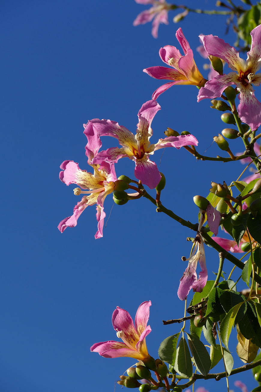 Pink Tabebuia Flowers Against Blue Sky