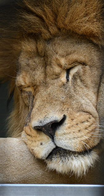 Close-up portrait of a sleeping male lion with closed eyes