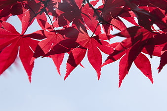 Vibrant Red Maple Leaves Against Blue Sky