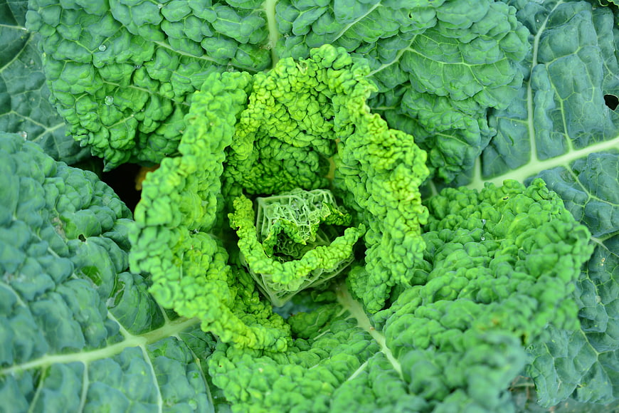 Close-up of fresh green savoy cabbage leaves