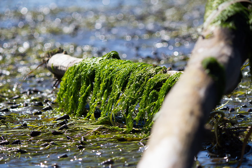Green Algae Covered Log in Shallow Sparkling Water