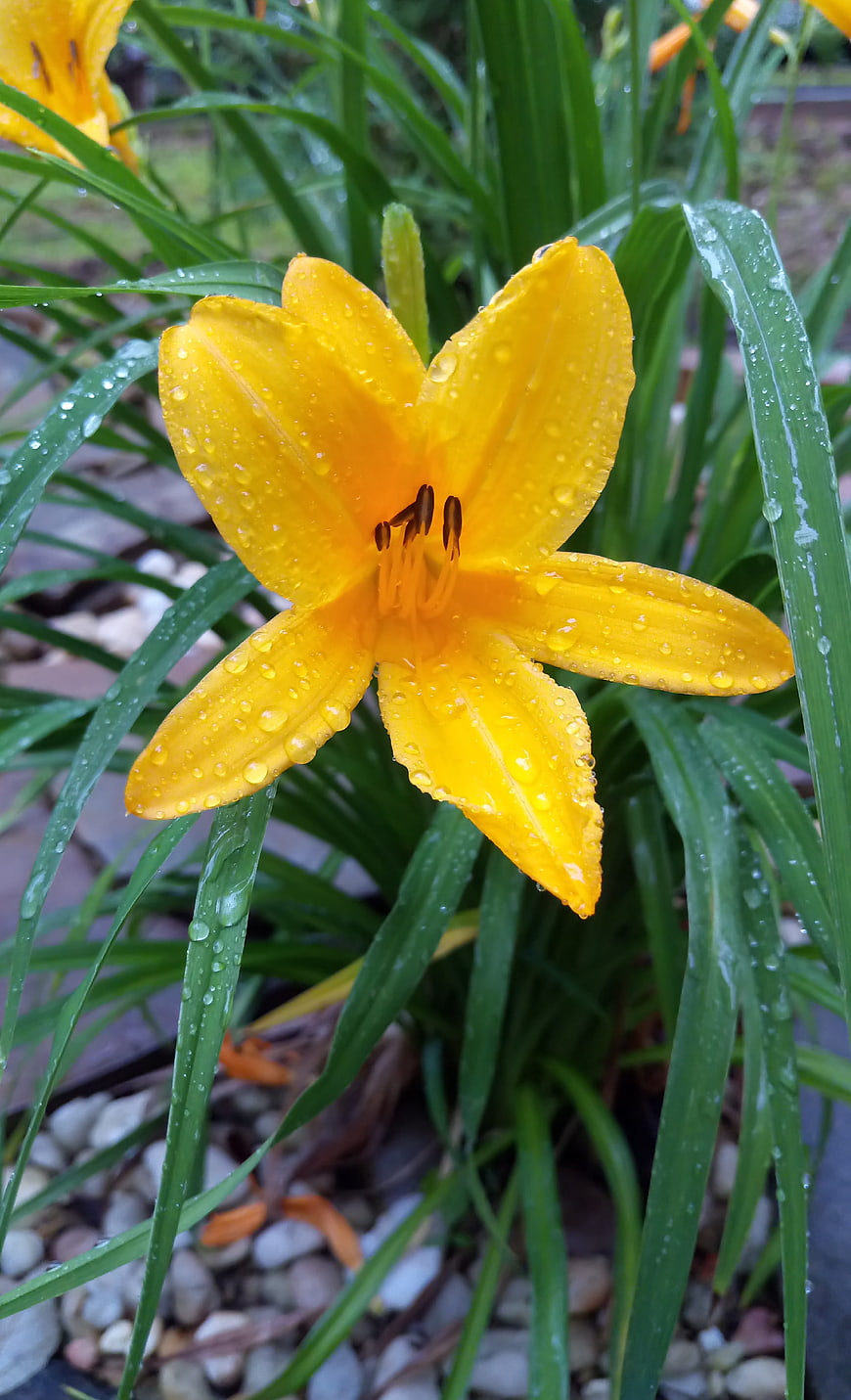 Yellow Daylily Flower with Raindrops in Garden