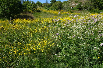 Vibrant Summer Meadow with Yellow and Purple Wildflowers