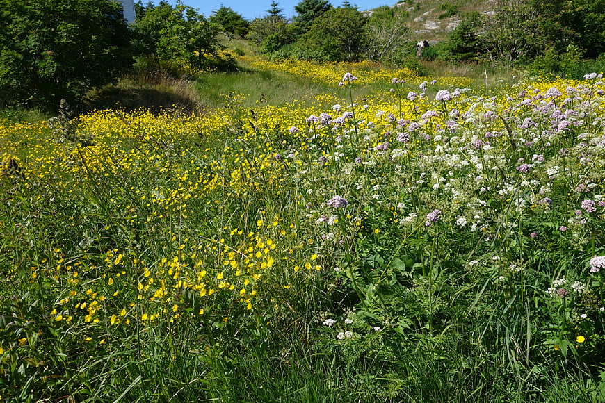 Vibrant Summer Meadow with Yellow and Purple Wildflowers
