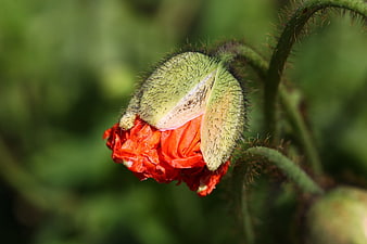 Close-up of a Hairy Red Poppy Bud Opening