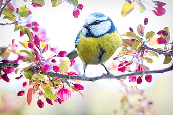 Eurasian Blue Tit perched on blooming cherry blossom branch
