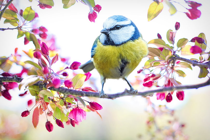 Eurasian Blue Tit perched on blooming cherry blossom branch
