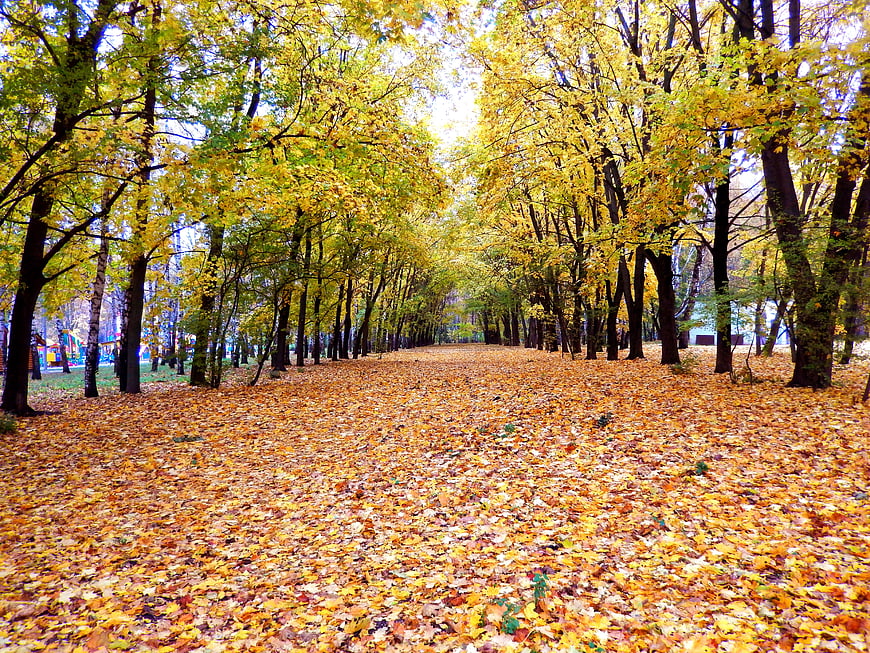 Golden Autumn Path in Park with Yellow Leaves