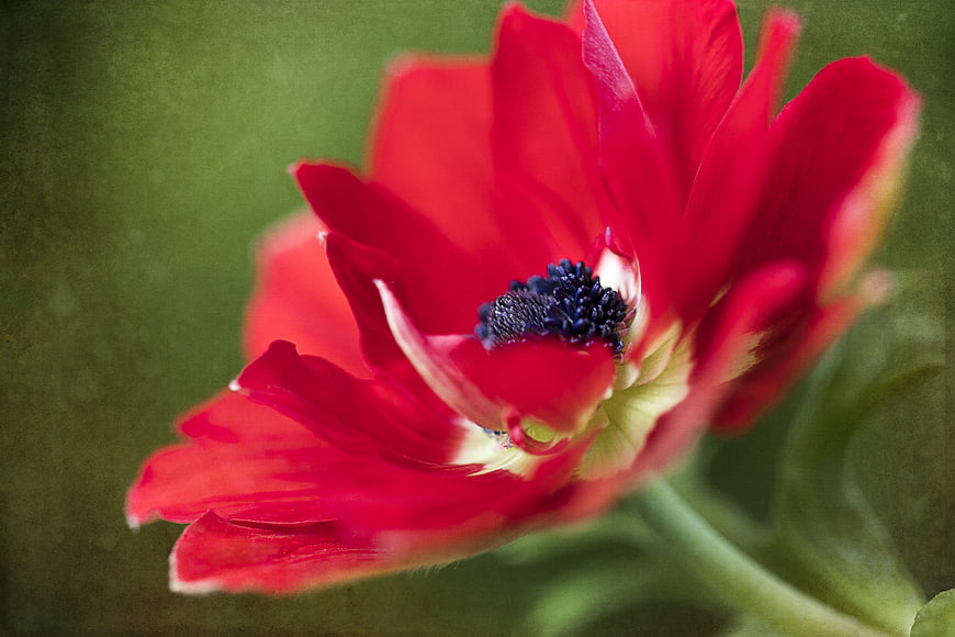 Close-up of vibrant red anemone flower with dark center