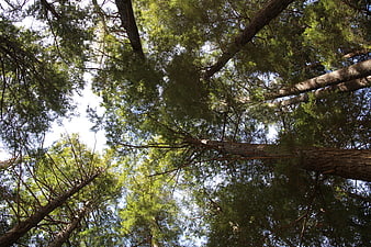 Low angle view of tall pine tree canopy against blue sky