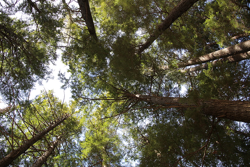 Low angle view of tall pine tree canopy against blue sky