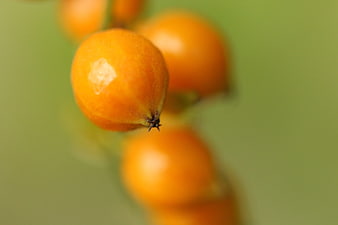 Close-up of orange berries on a green background