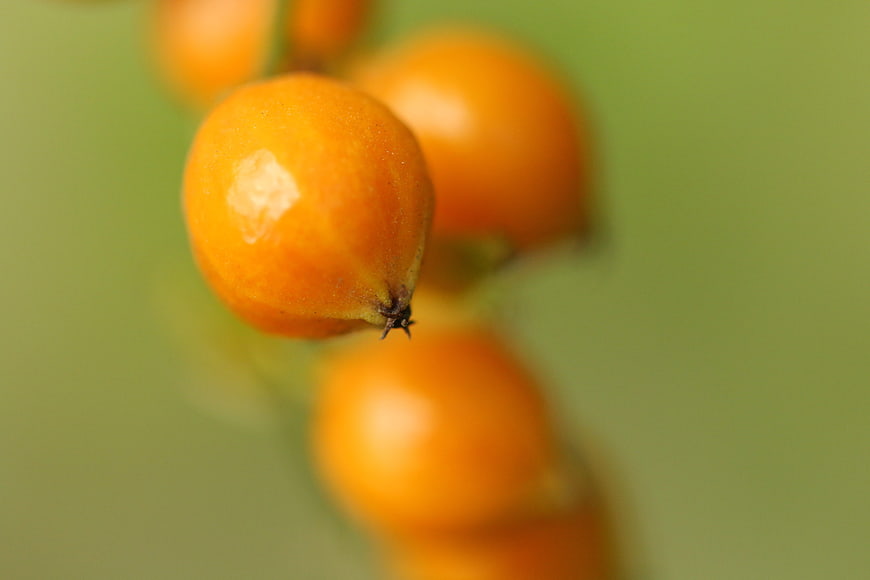Close-up of orange berries on a green background