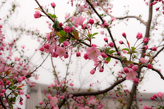 Pink cherry blossoms blooming on branches against a soft white sky