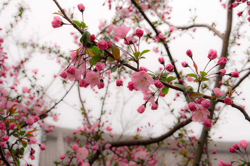 Pink cherry blossoms blooming on branches against a soft white sky
