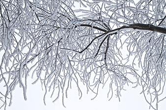 Frosty Willow Branches Against White Winter Sky