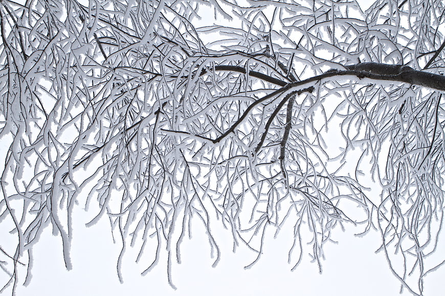 Frosty Willow Branches Against White Winter Sky