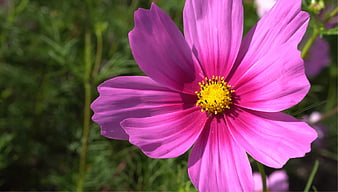 Close-up of vibrant pink cosmos flower with yellow center