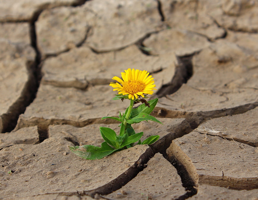 Yellow flower blooming in cracked dry earth