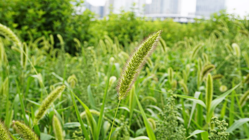 Close-up of green foxtail grass in a field with blurred city background