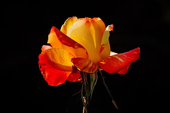 Vibrant red and yellow rose blossom isolated on a black background
