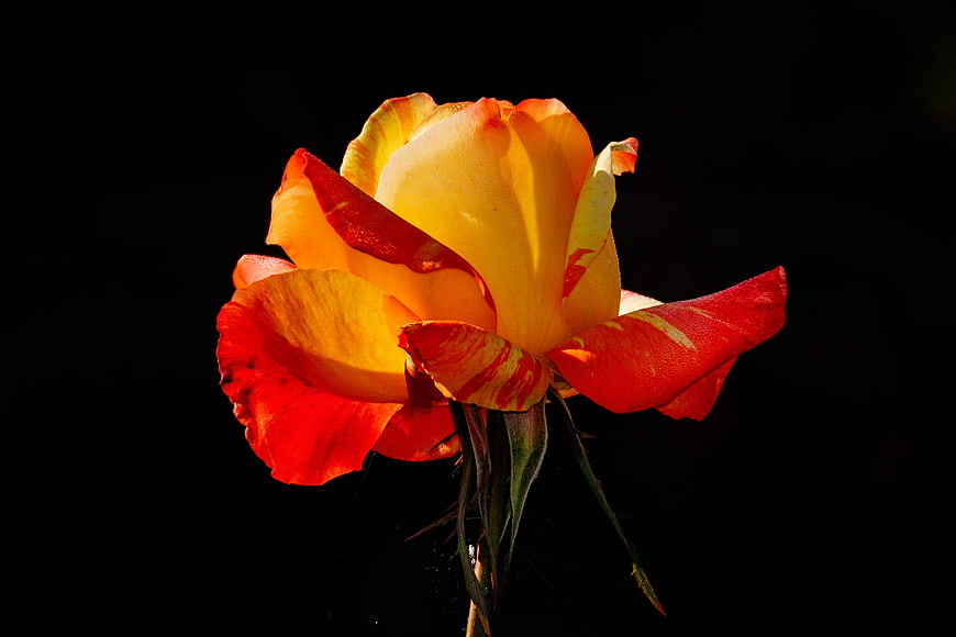 Vibrant red and yellow rose blossom isolated on a black background