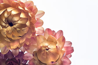 Close-up of Pink and Yellow Protea Flowers on White Background