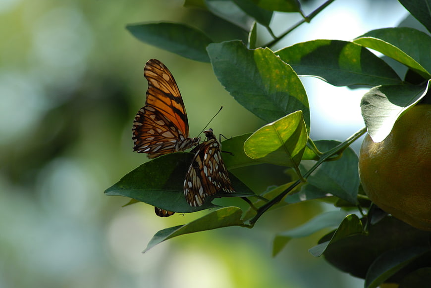 Two butterflies mating on citrus leaves with fruit