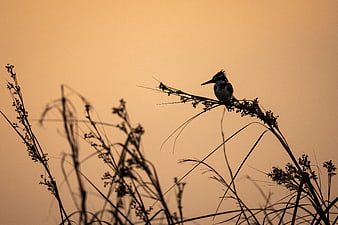 Silhouette of Kingfisher Perched on Reed at Sunset